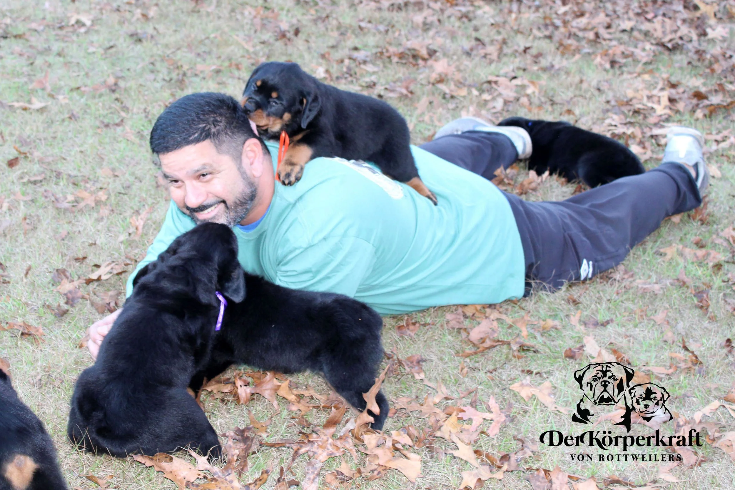 DKV Rottweilers | German Rottweiler Puppies For Sale | DKV Rottweilers ...
