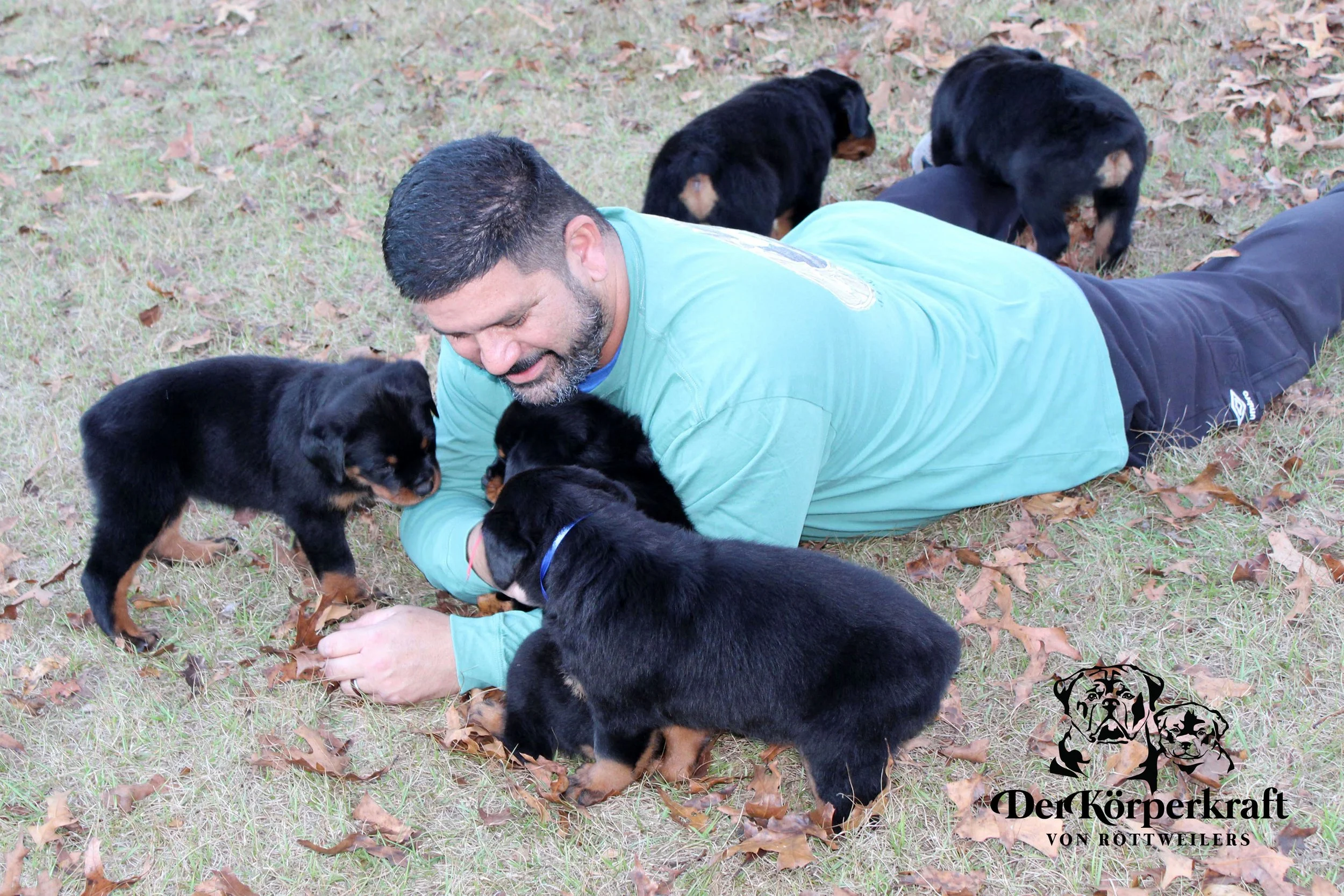 DKV Rottweilers | German Rottweiler Puppies For Sale | DKV Rottweilers ...