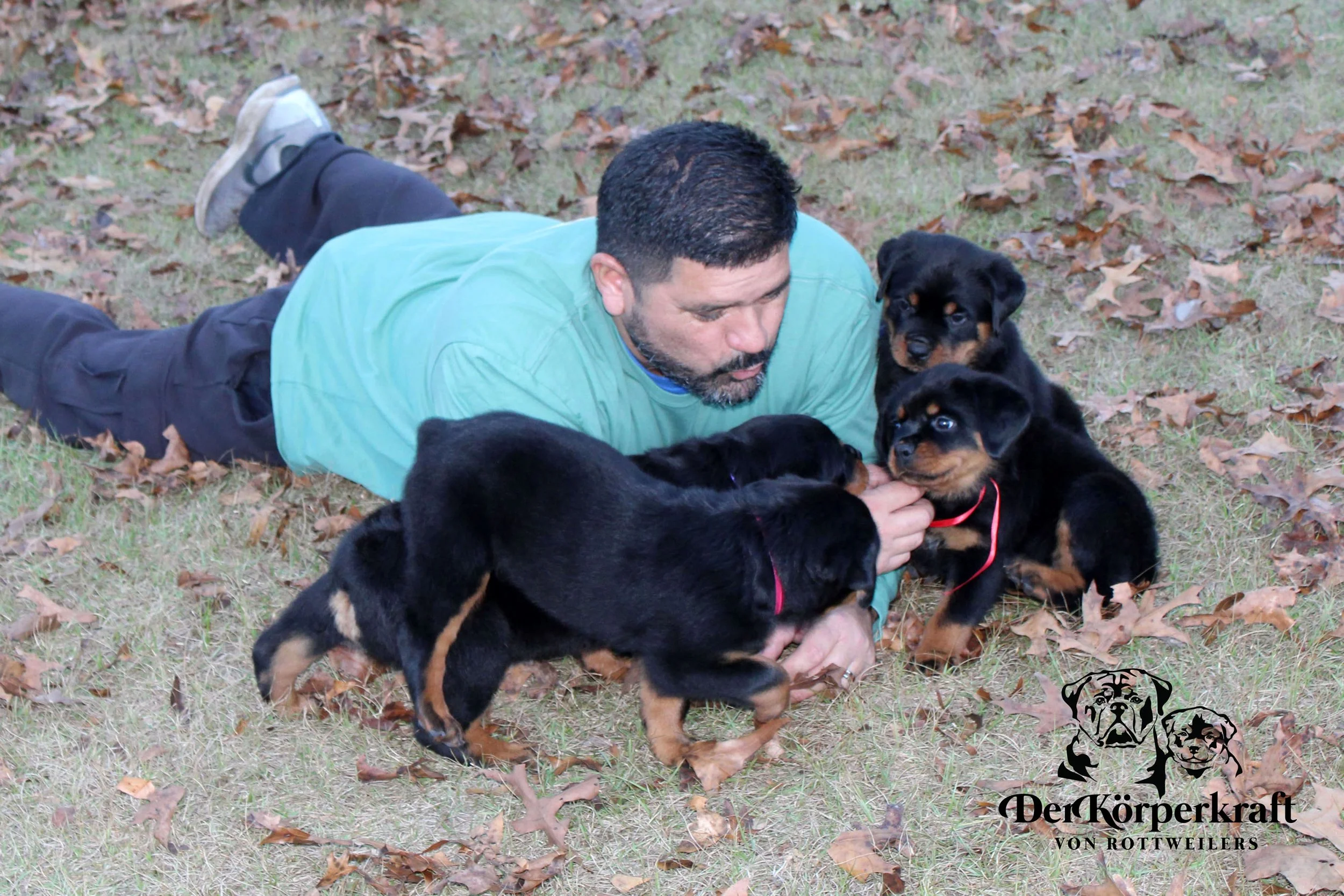 DKV Rottweilers | German Rottweiler Puppies For Sale | DKV Rottweilers ...