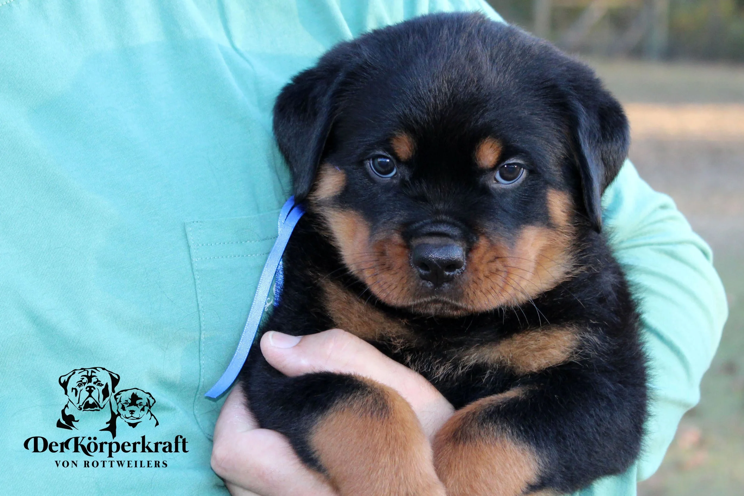 DKV Rottweilers | German Rottweiler Puppies For Sale | DKV Rottweilers ...