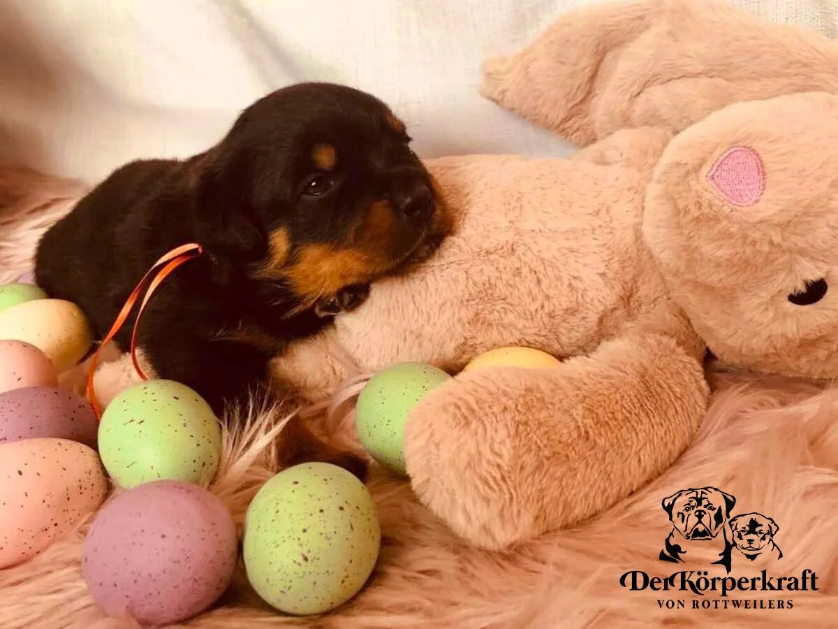 DKV Rottweilers | German Rottweiler Puppies For Sale | DKV Rottweilers ...