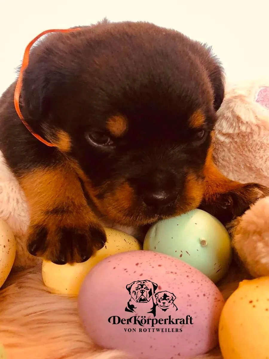 DKV Rottweilers | German Rottweiler Puppies For Sale | DKV Rottweilers ...