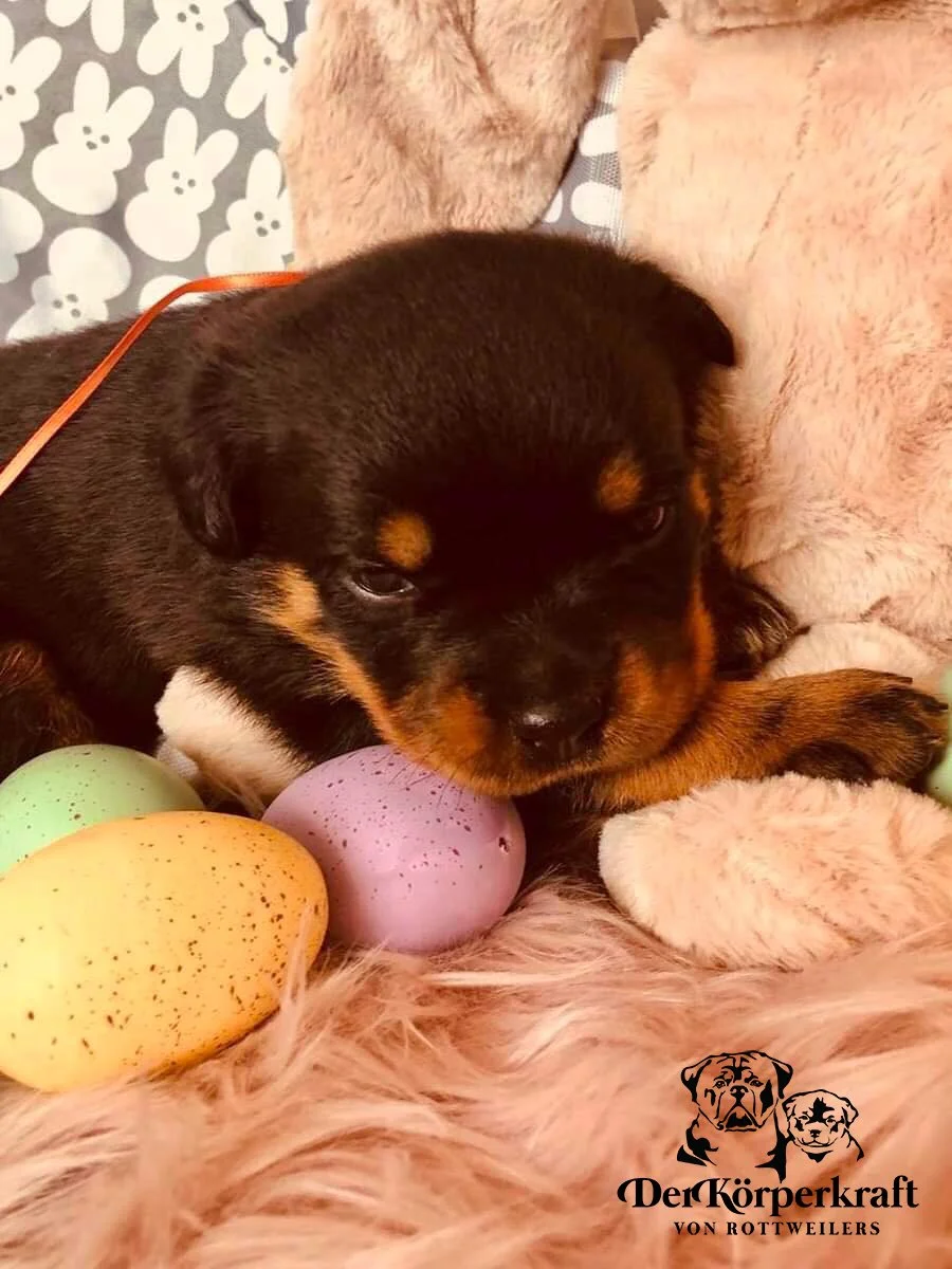 DKV Rottweilers | German Rottweiler Puppies For Sale | DKV Rottweilers ...