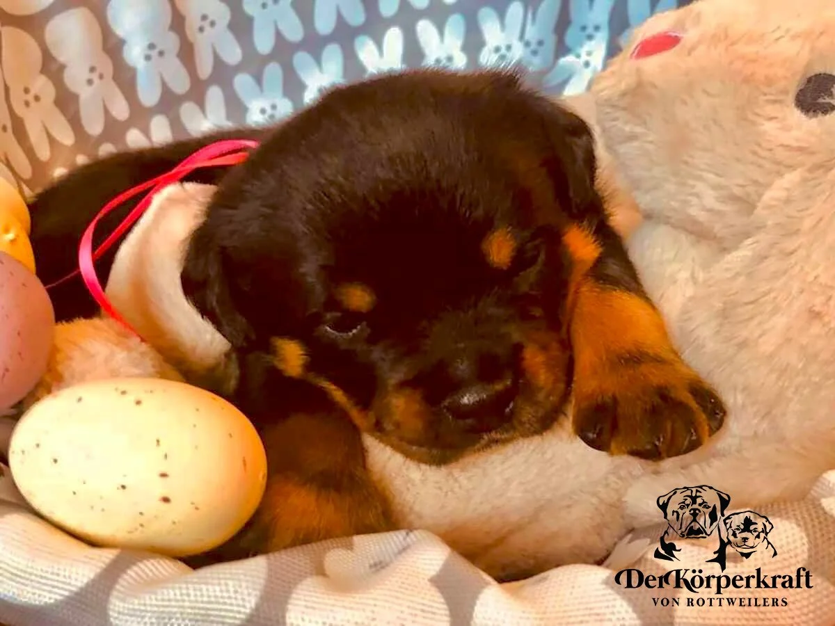 DKV Rottweilers | German Rottweiler Puppies For Sale | DKV Rottweilers ...