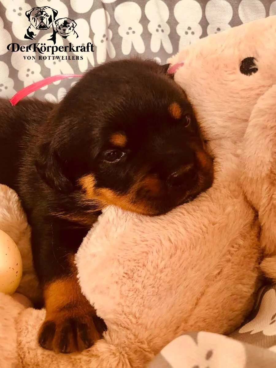 DKV Rottweilers | German Rottweiler Puppies For Sale | DKV Rottweilers ...