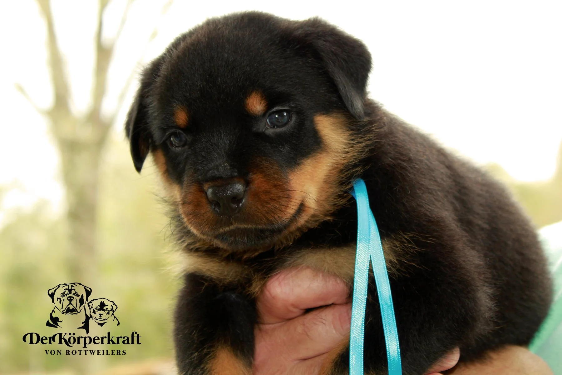 Boy German Rottweiler DKV Rottweilers | German Rottweiler Puppies For Sale