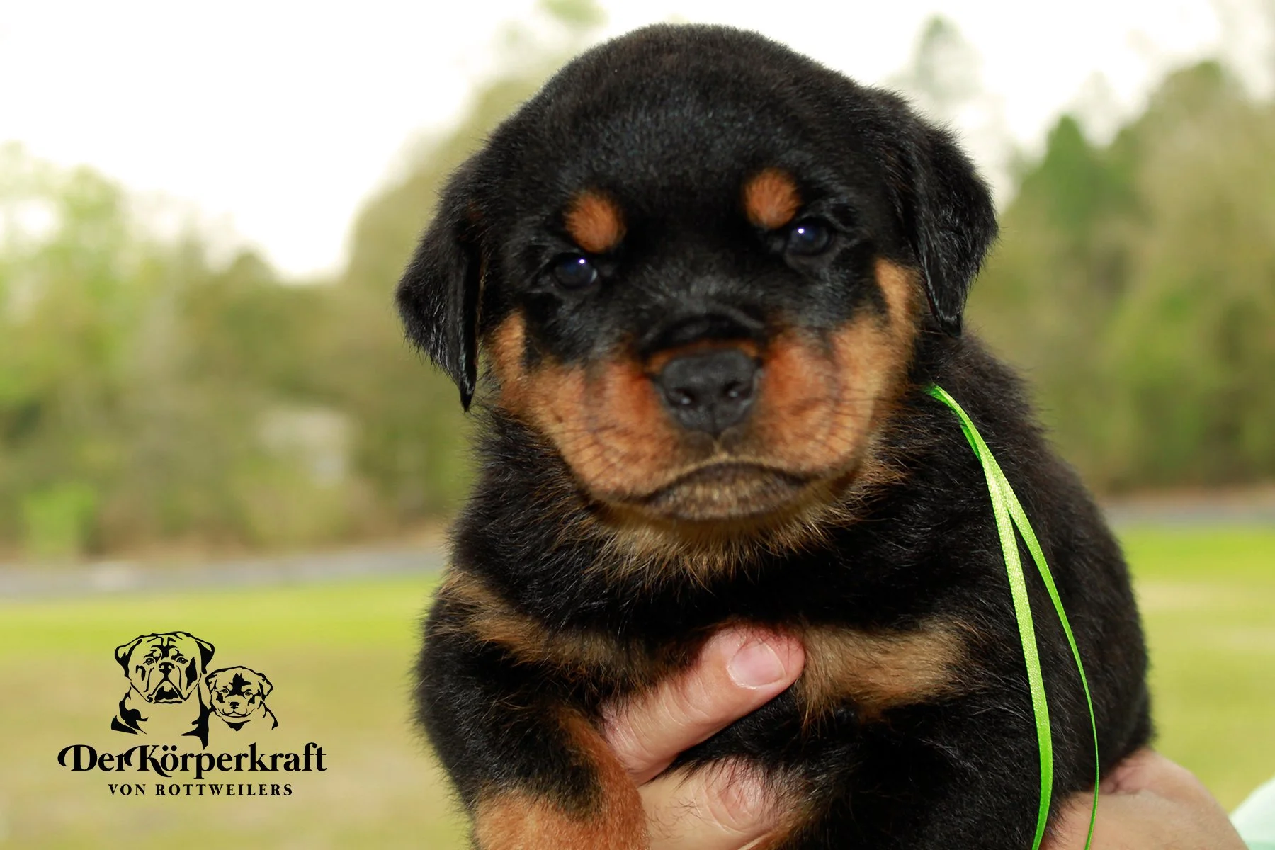 Boy German Rottweiler DKV Rottweilers | German Rottweiler Puppies For Sale