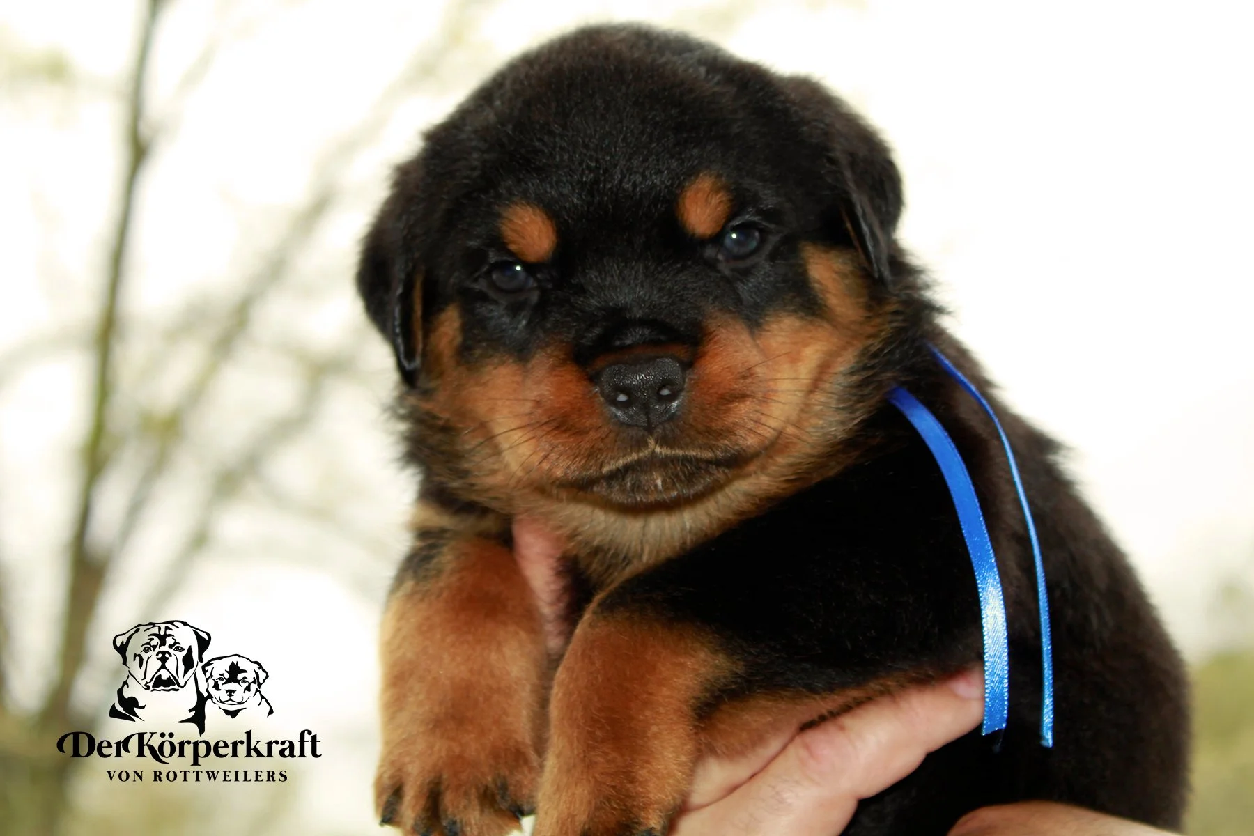 GERMAN ROTTWEILER PUPPIES FOR SALE | BadBoy-Nica
