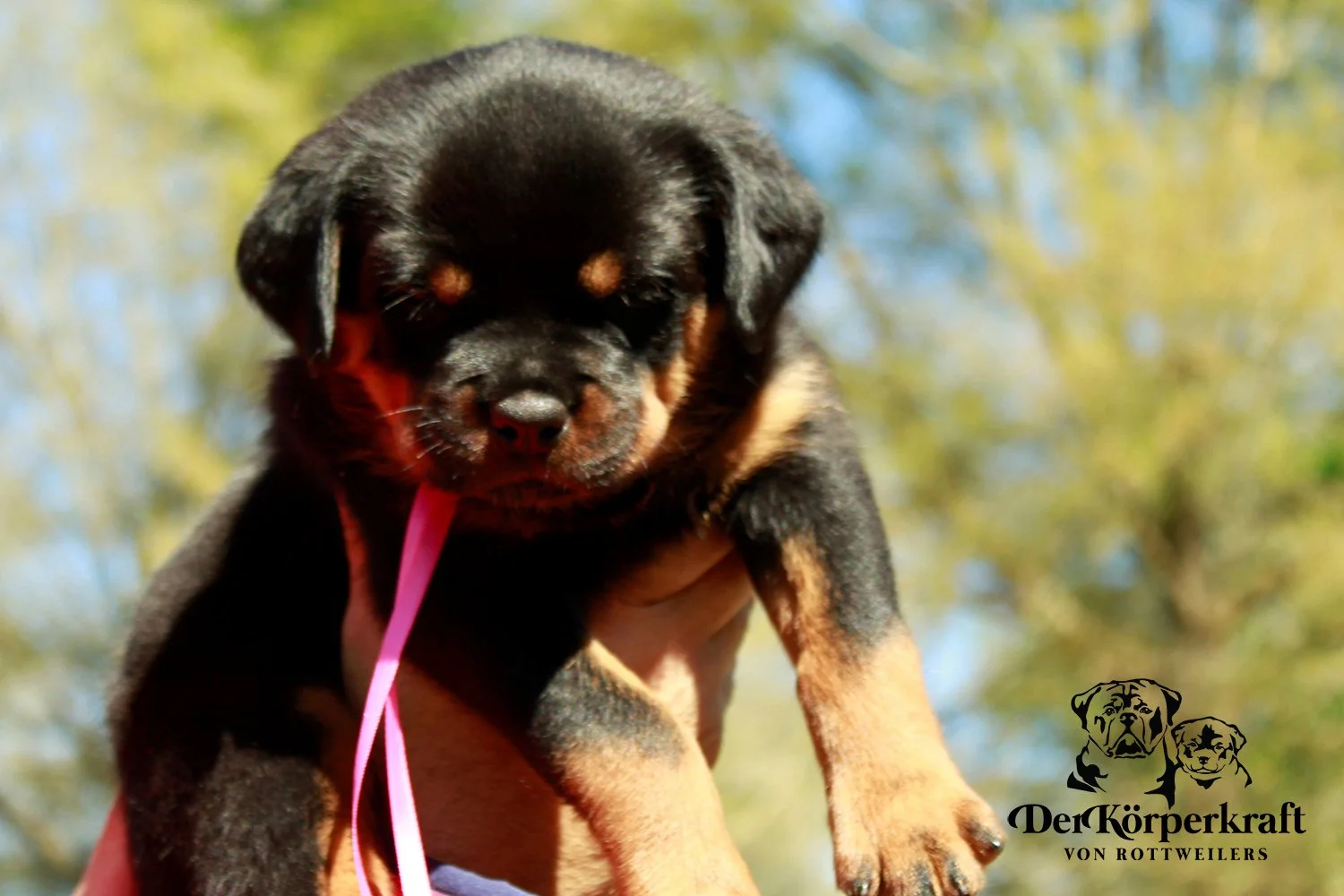 DKV Rottweilers | German Rottweiler Puppies For Sale | DKV Rottweilers ...