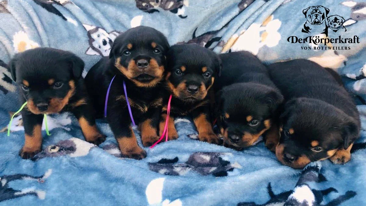 Valhalla Rottweilers DKV Rottweilers | German Rottweiler Puppies For Sale | DKV Rottweilers ...
