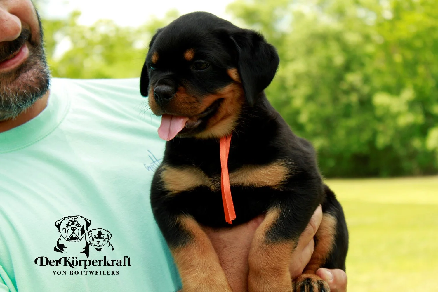 DKV Rottweilers | German Rottweiler Puppies For Sale | DKV Rottweilers ...
