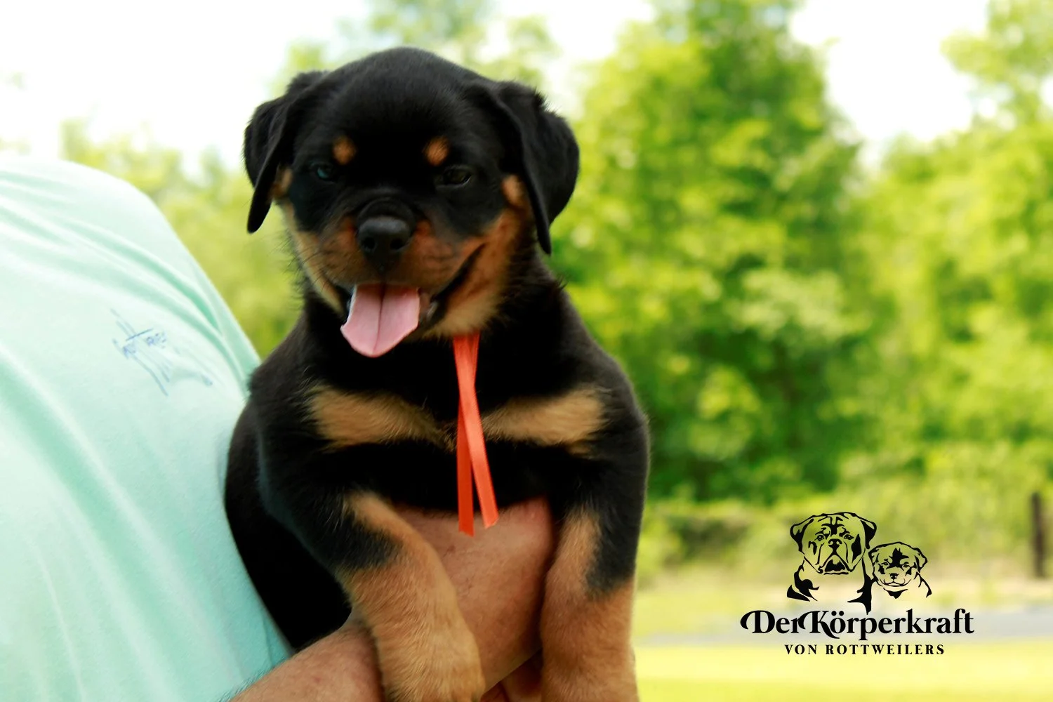 DKV Rottweilers | German Rottweiler Puppies For Sale | DKV Rottweilers ...