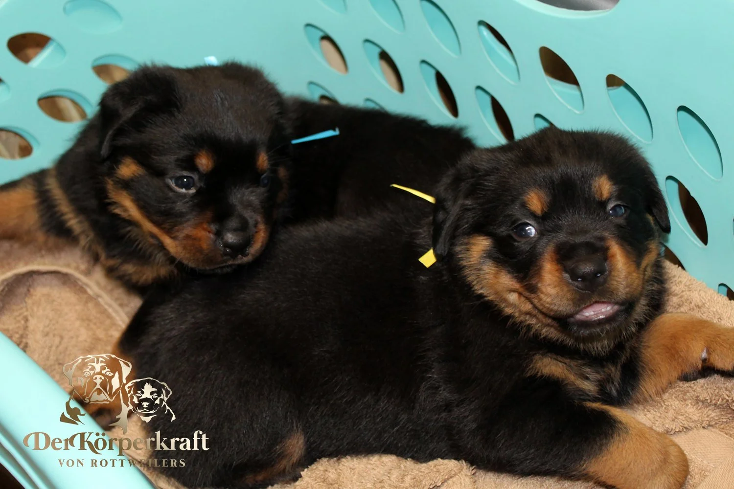 DKV Rottweilers | German Rottweiler Puppies For Sale | DKV Rottweilers ...
