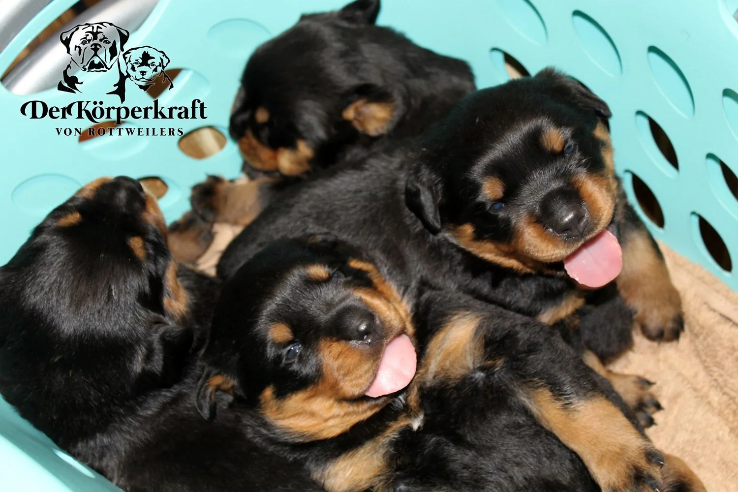 DKV Rottweilers | German Rottweiler Puppies For Sale | DKV Rottweilers ...