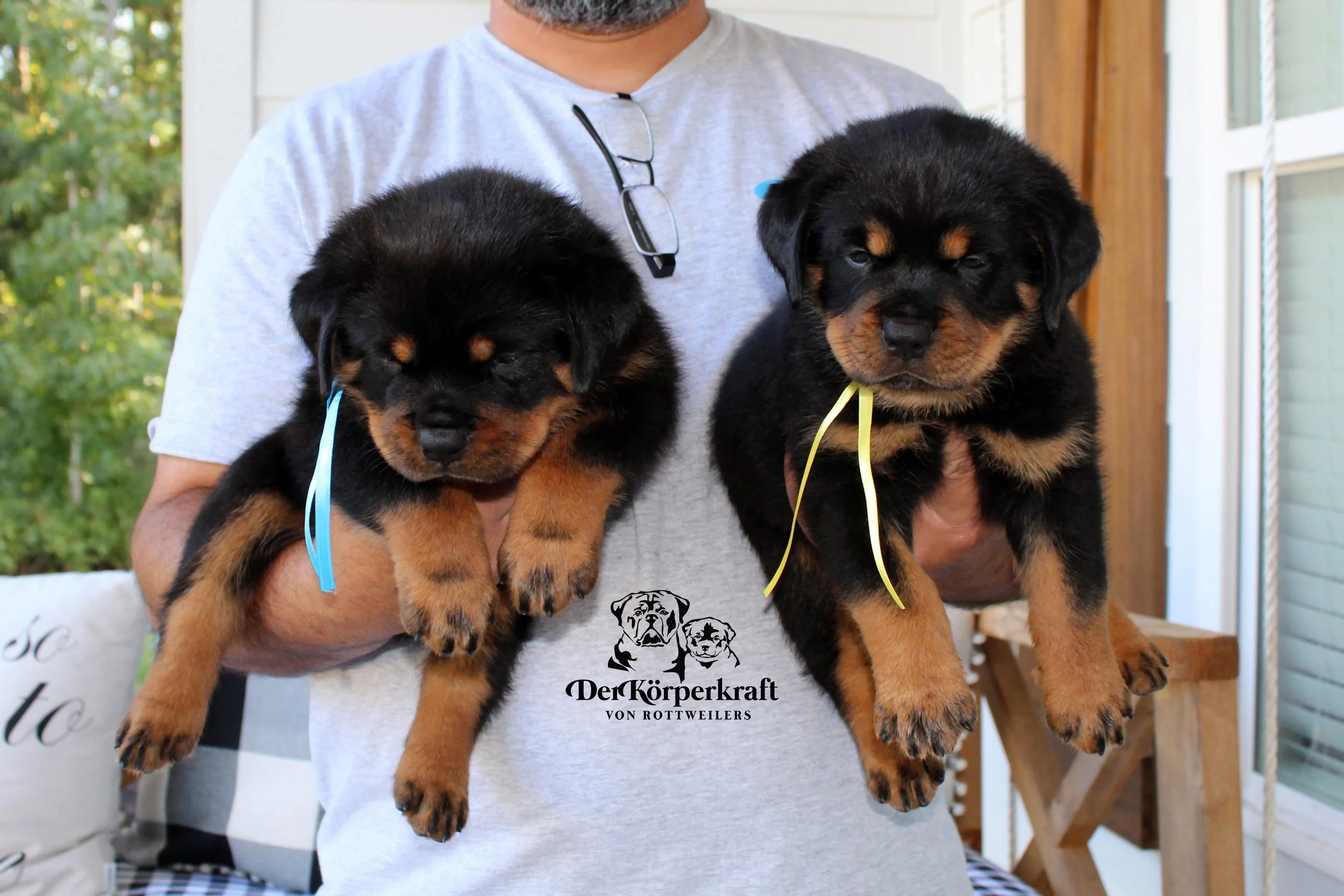 DKV Rottweilers | German Rottweiler Puppies For Sale | DKV Rottweilers ...