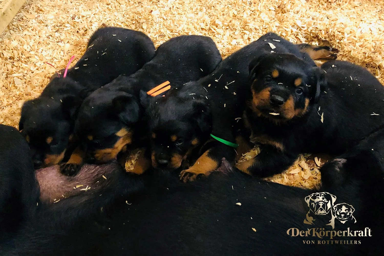 Dilute Rottweiler DKV Rottweilers | German Rottweiler Puppies For Sale | DKV Rottweilers ...