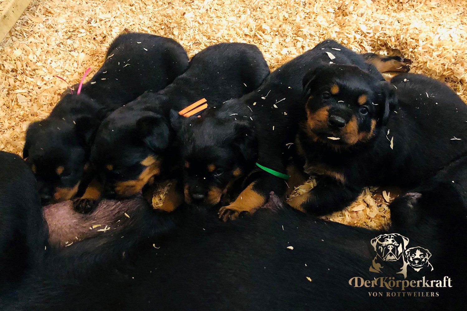 DKV Rottweilers | German Rottweiler Puppies For Sale | DKV Rottweilers ...
