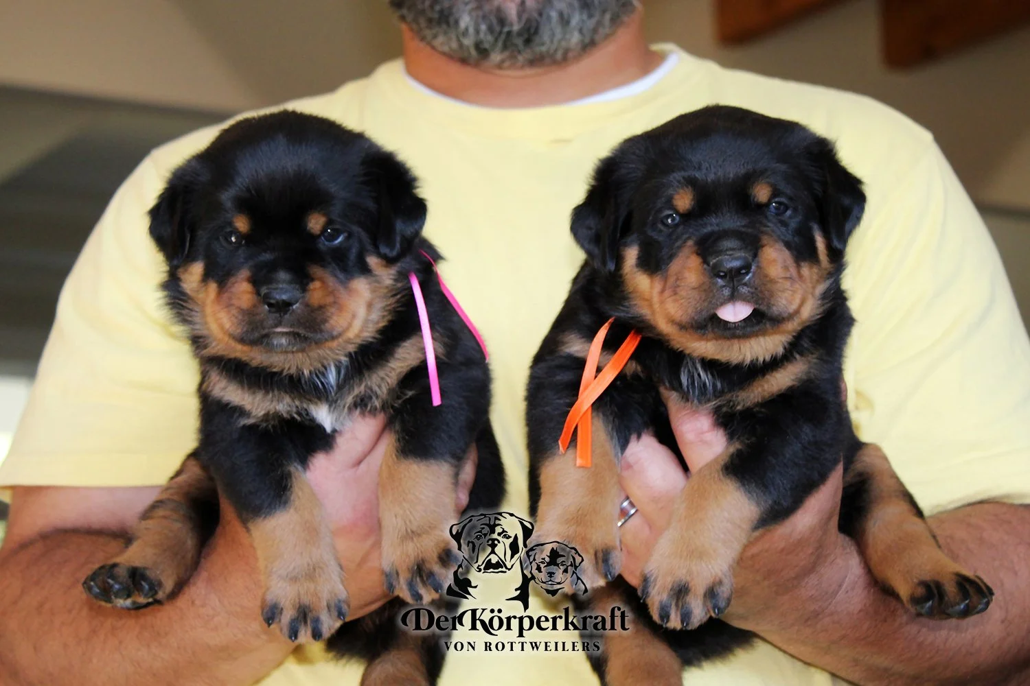 DKV Rottweilers | German Rottweiler Puppies For Sale | DKV Rottweilers ...