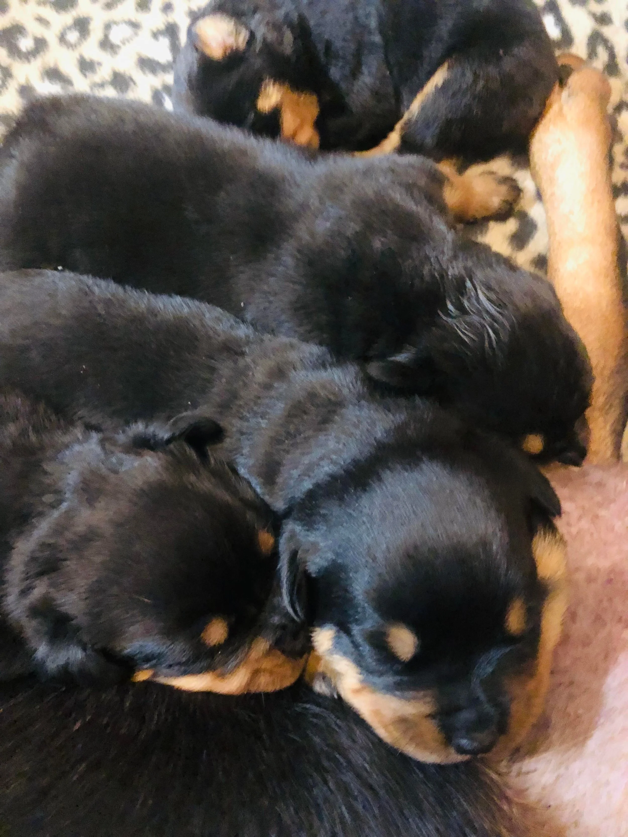 DKV Rottweilers | German Rottweiler Puppies For Sale | DKV Rottweilers ...