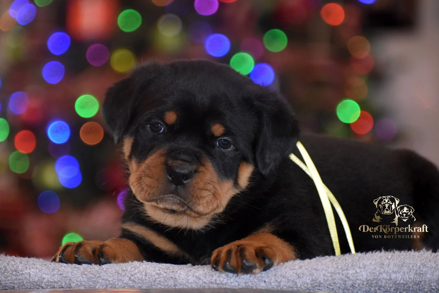 DKV Rottweilers | German Rottweiler Puppies For Sale | DKV Rottweilers ...