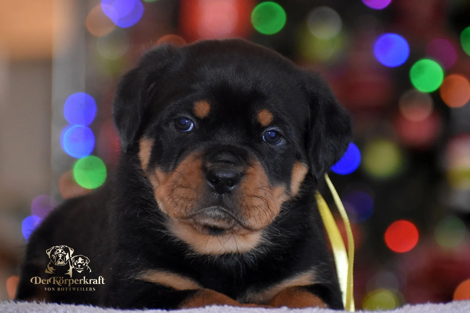 DKV Rottweilers | German Rottweiler Puppies For Sale | DKV Rottweilers ...