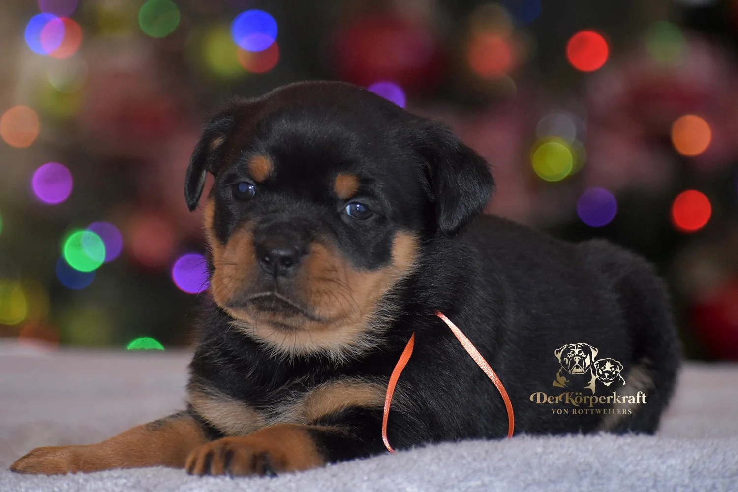 DKV Rottweilers | German Rottweiler Puppies For Sale | Rico-Elga