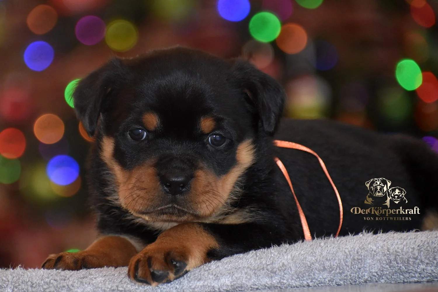 DKV Rottweilers | German Rottweiler Puppies For Sale | Rico-Elga