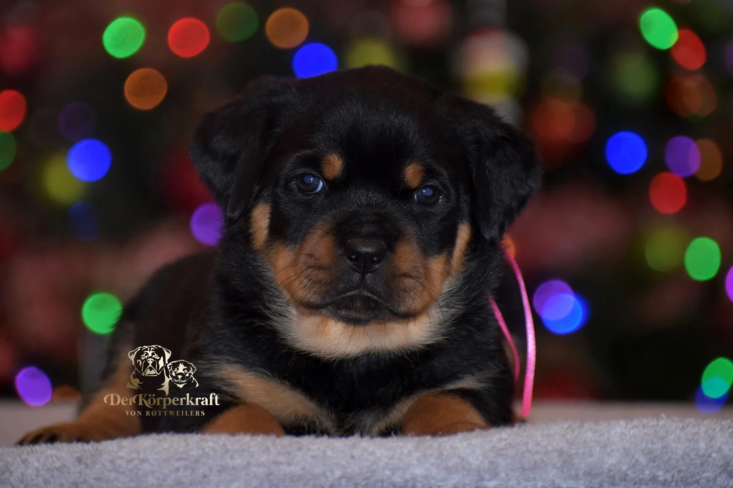 DKV Rottweilers | German Rottweiler Puppies For Sale | Rico-Elga