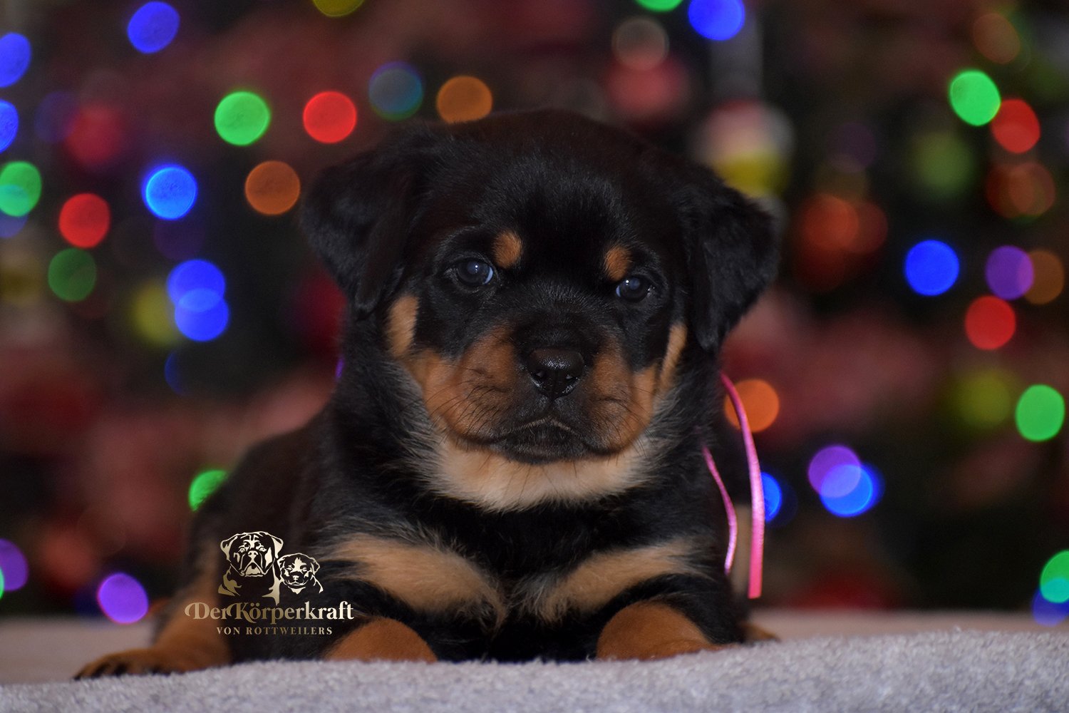 DKV Rottweilers | German Rottweiler Puppies For Sale | Rico-Elga