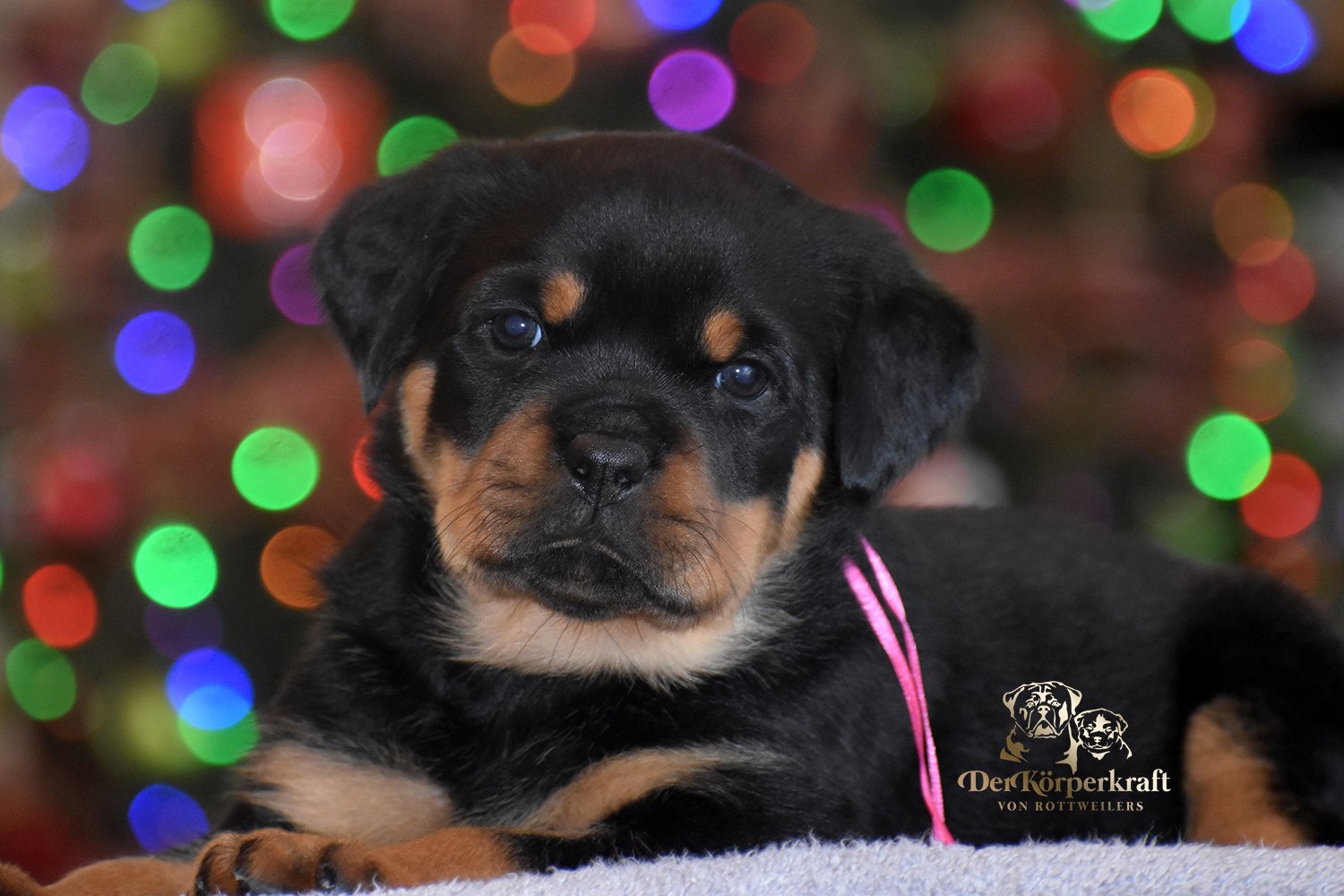 DKV Rottweilers | German Rottweiler Puppies For Sale | Rico-Elga