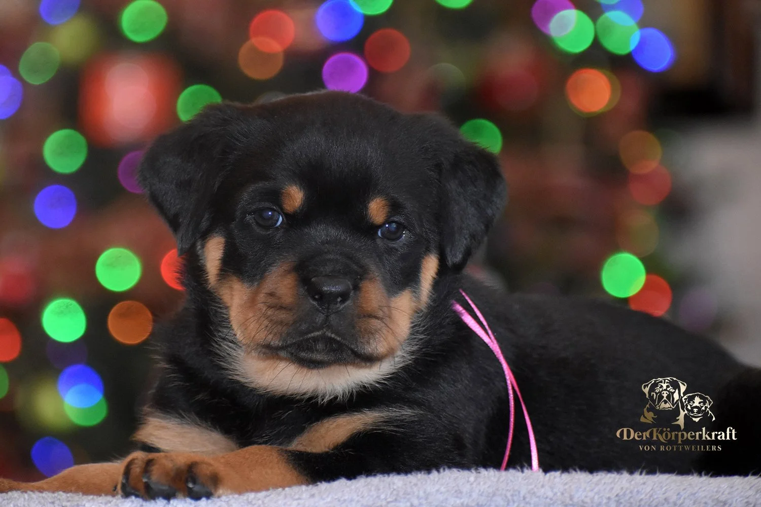 DKV Rottweilers | German Rottweiler Puppies For Sale | Rico-Elga