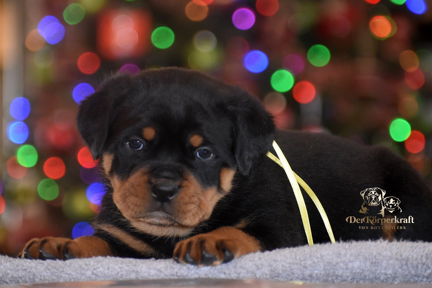 DKV Rottweilers | German Rottweiler Puppies For Sale | Rico-Elga
