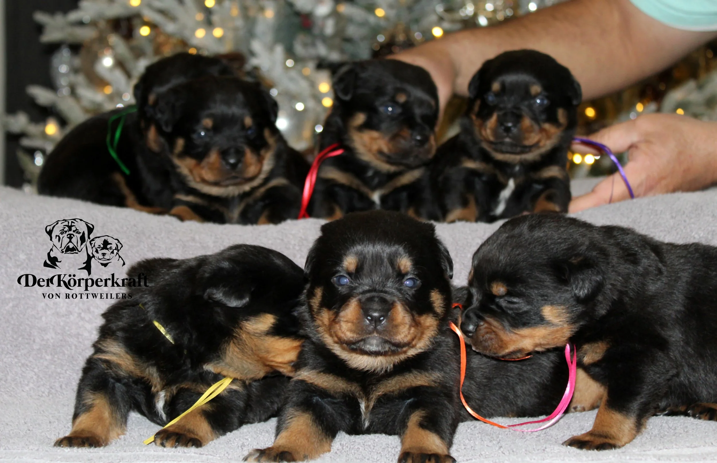 DKV Rottweilers | German Rottweiler Puppies For Sale | Virtus-Brenda