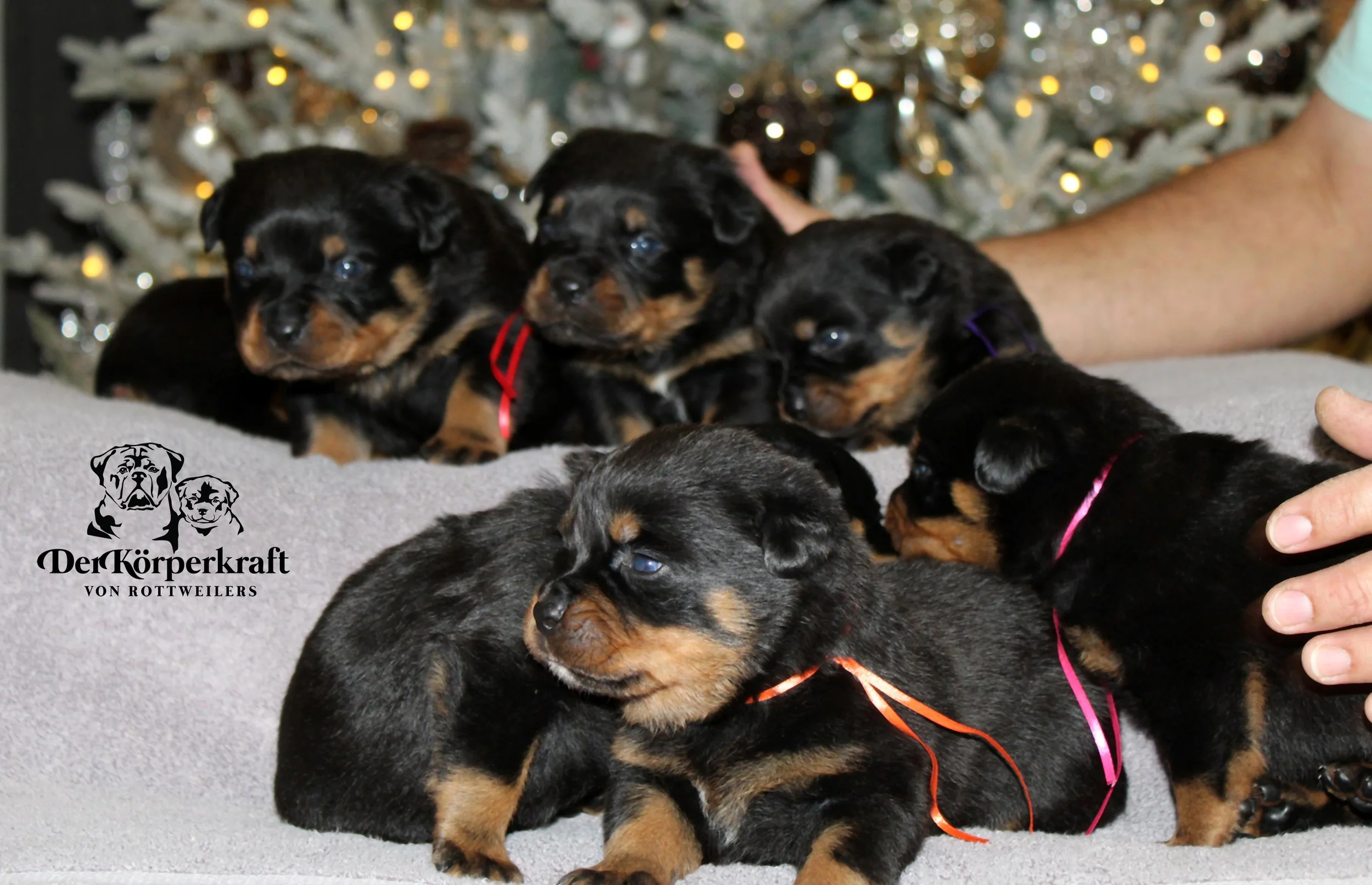 DKV Rottweilers | German Rottweiler Puppies For Sale | Virtus-Brenda