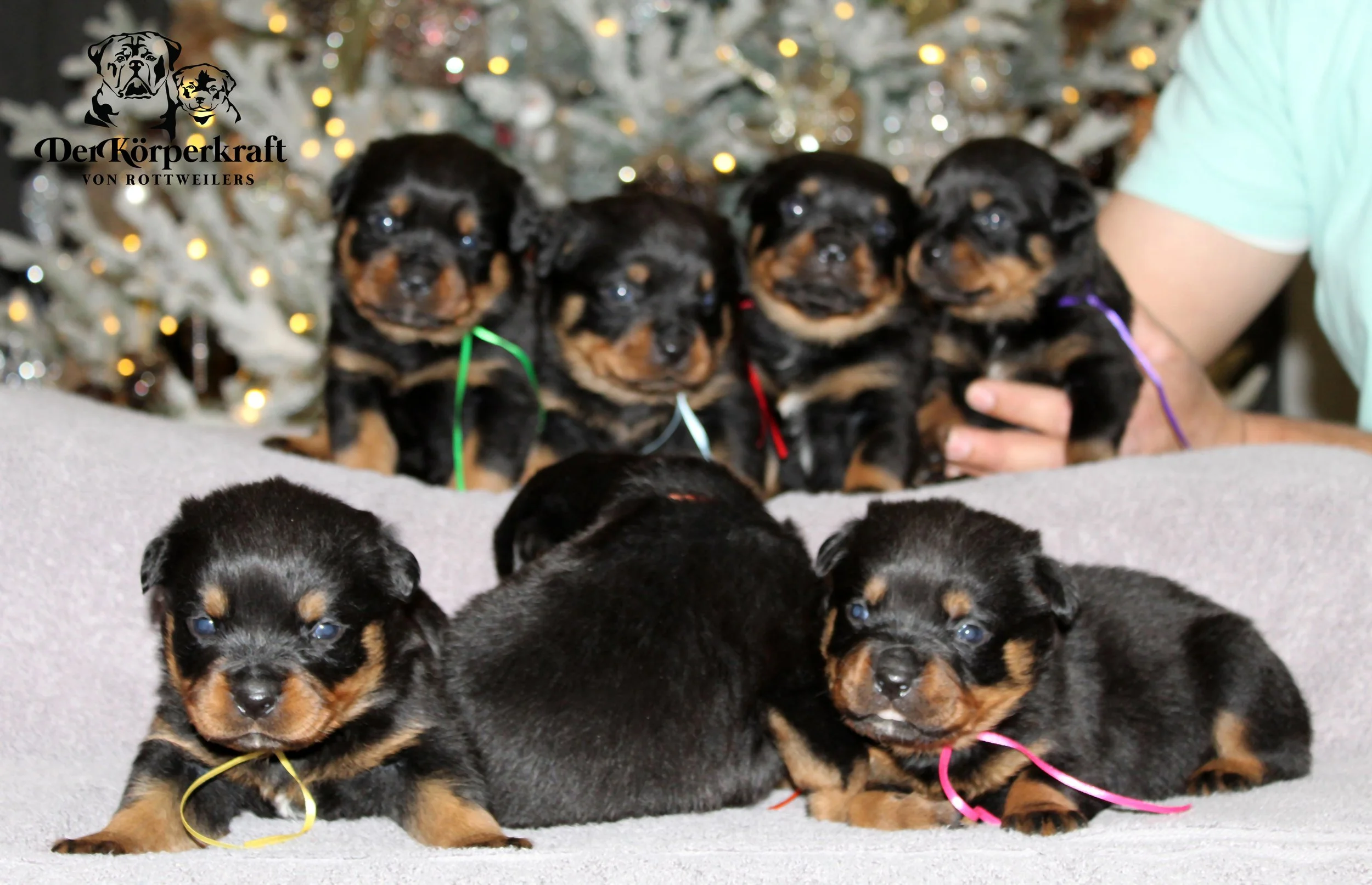 DKV Rottweilers | German Rottweiler Puppies For Sale | Virtus-Brenda
