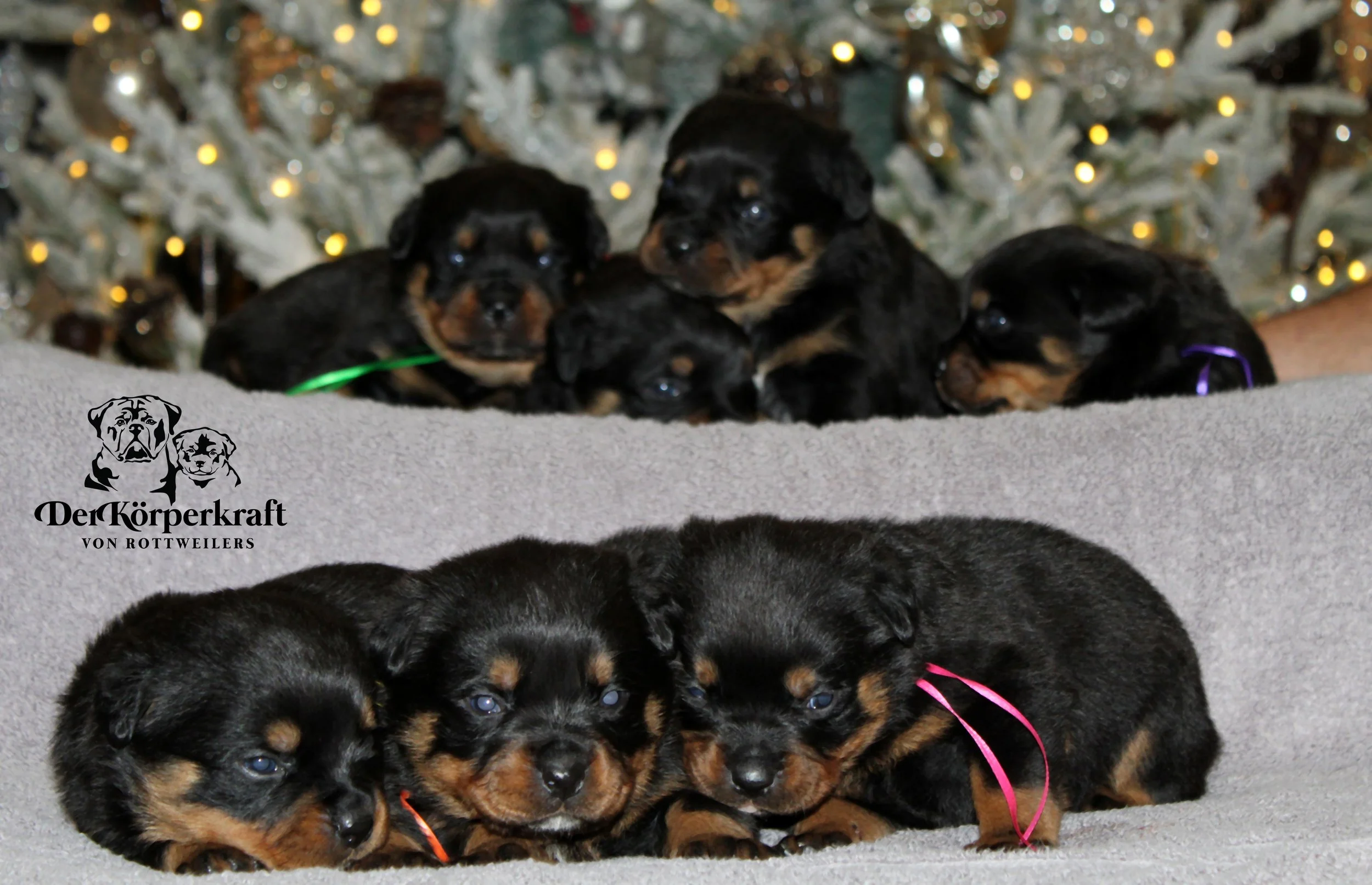 5R-Virtus-Brenda-3wk-Females (14).JPG