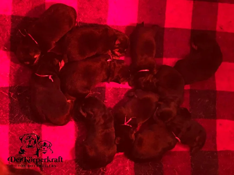 5R-Virtus-Brenda-Newborns-3sm.jpg