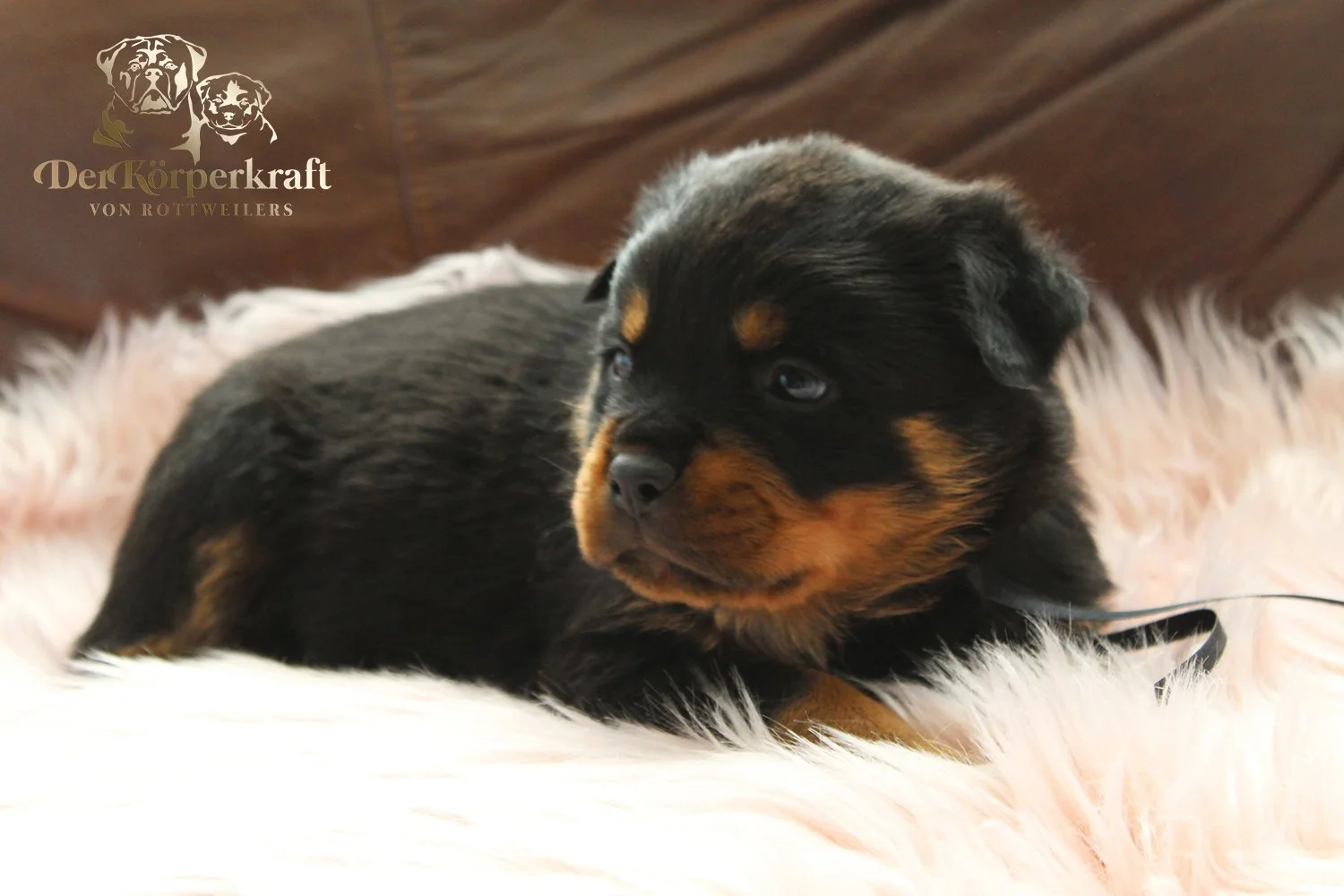 DKV Rottweilers | German Rottweiler Puppies For Sale | Virtus-Brenda