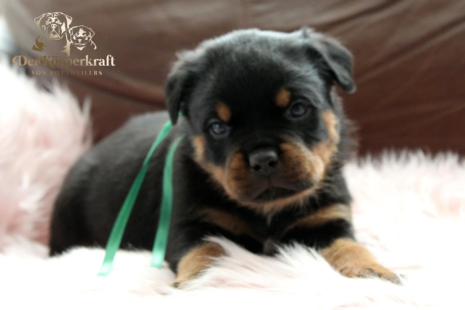 DKV Rottweilers | German Rottweiler Puppies For Sale | Virtus-Brenda
