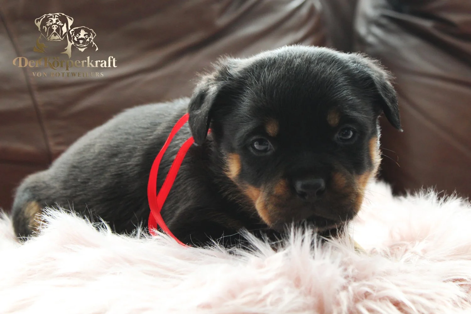 DKV Rottweilers | German Rottweiler Puppies For Sale | Virtus-Brenda