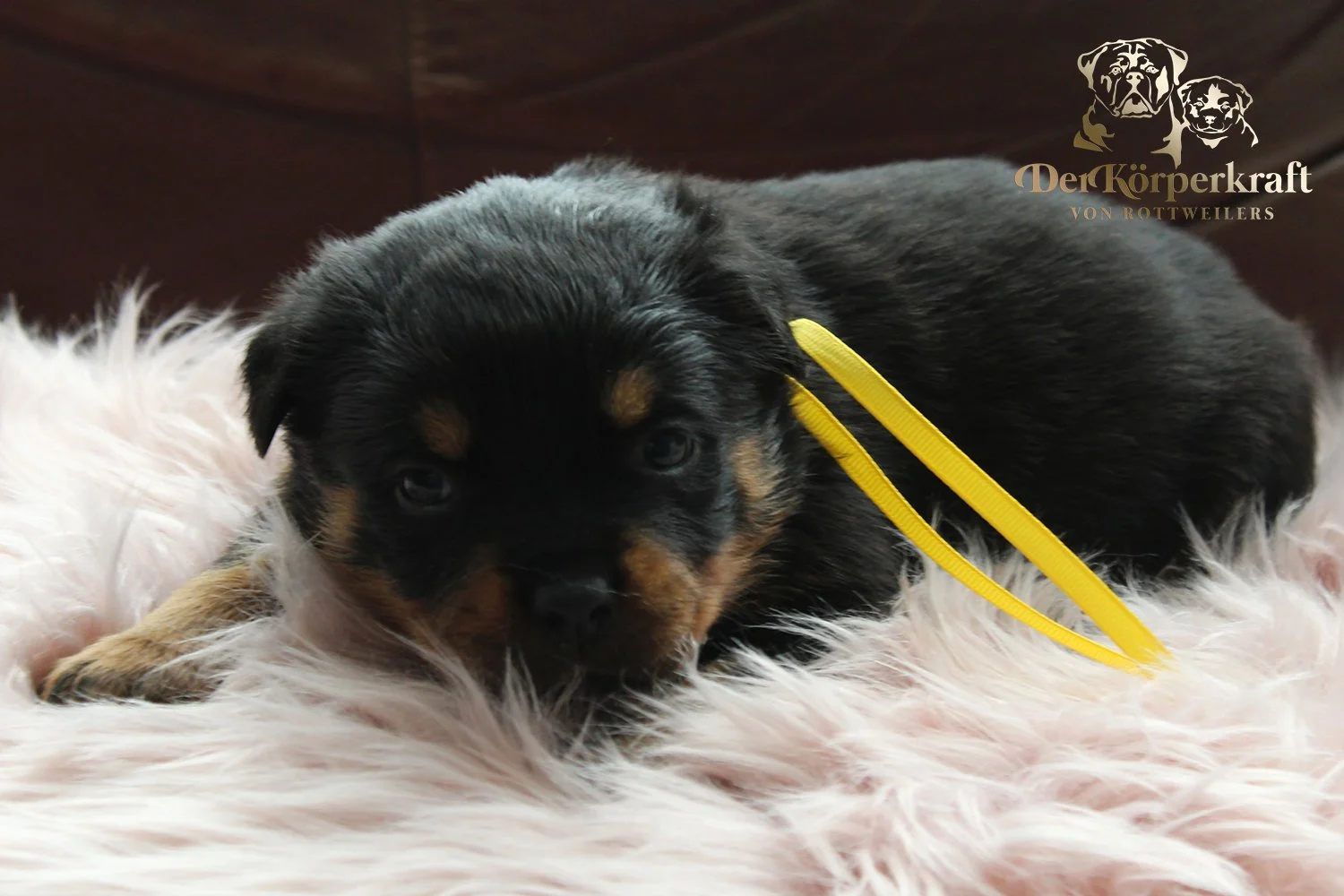 DKV Rottweilers | German Rottweiler Puppies For Sale | Virtus-Brenda