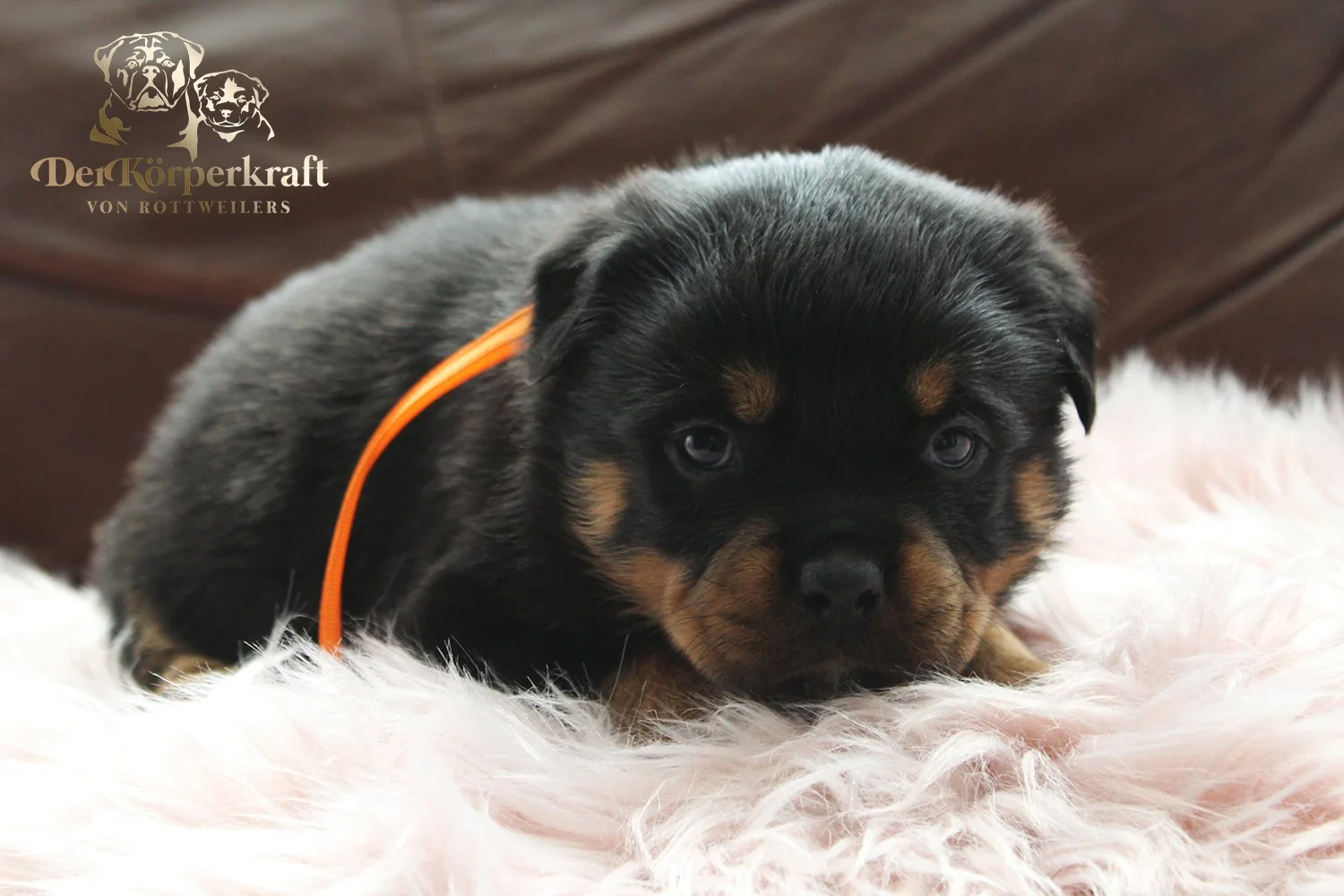 DKV Rottweilers | German Rottweiler Puppies For Sale | Virtus-Brenda