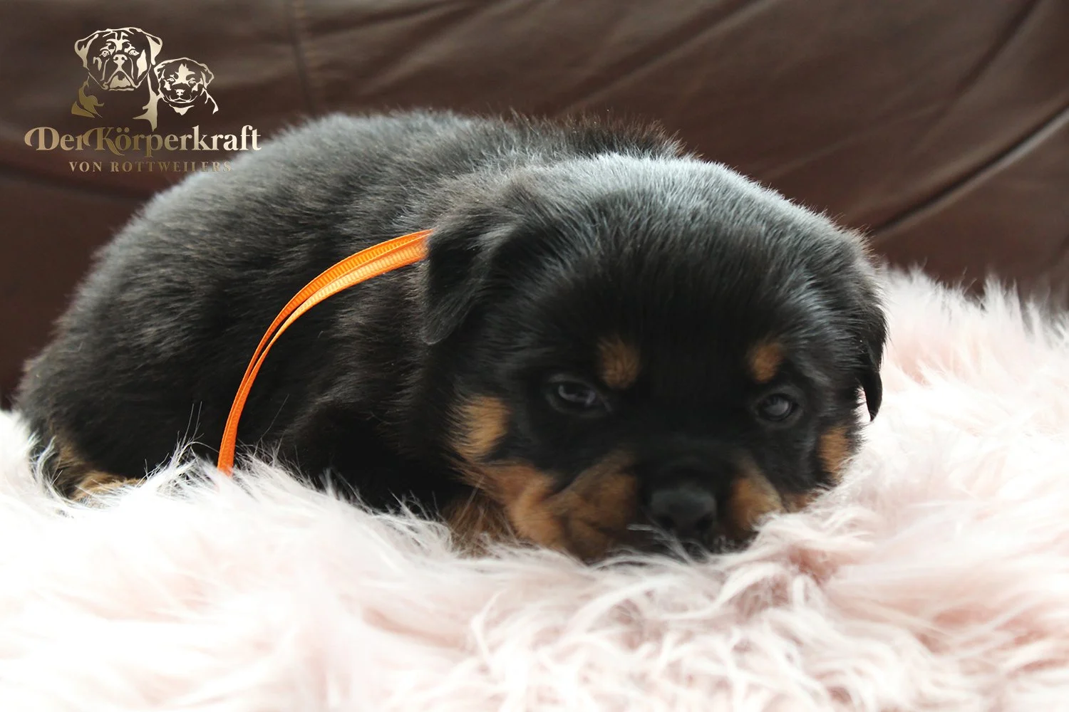 DKV Rottweilers | German Rottweiler Puppies For Sale | Virtus-Brenda