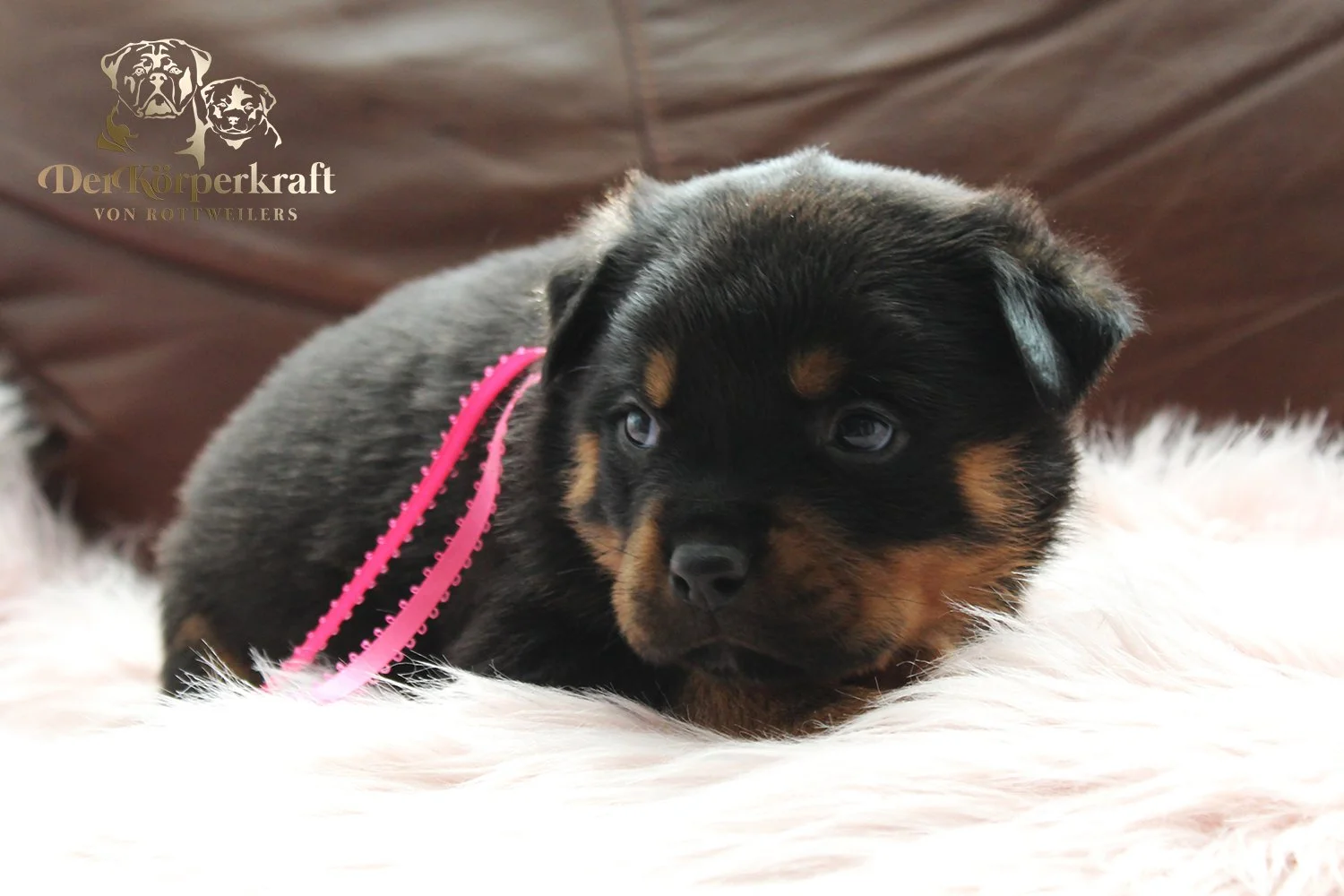 DKV Rottweilers | German Rottweiler Puppies For Sale | Virtus-Brenda
