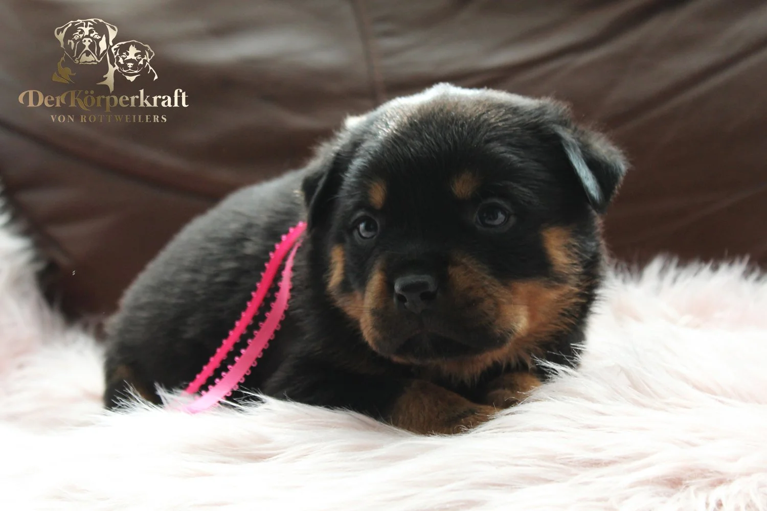 DKV Rottweilers | German Rottweiler Puppies For Sale | Virtus-Brenda