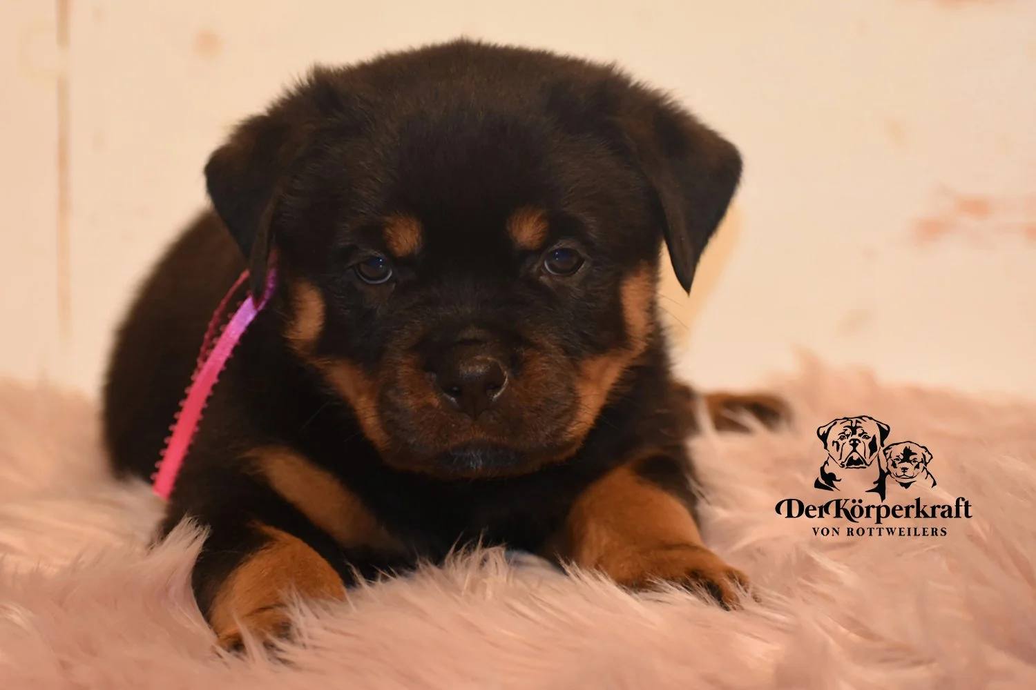 DKV Rottweilers | German Rottweiler Puppies For Sale | DKV Rottweilers ...