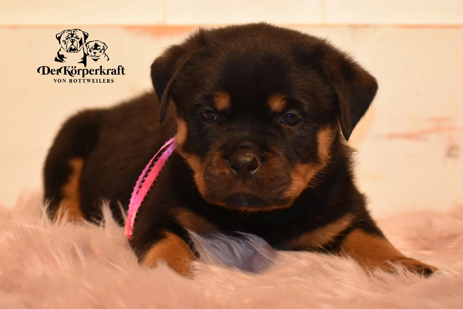 DKV Rottweilers | German Rottweiler Puppies For Sale | DKV Rottweilers ...