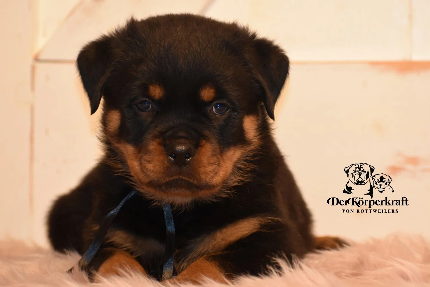 DKV Rottweilers | German Rottweiler Puppies For Sale