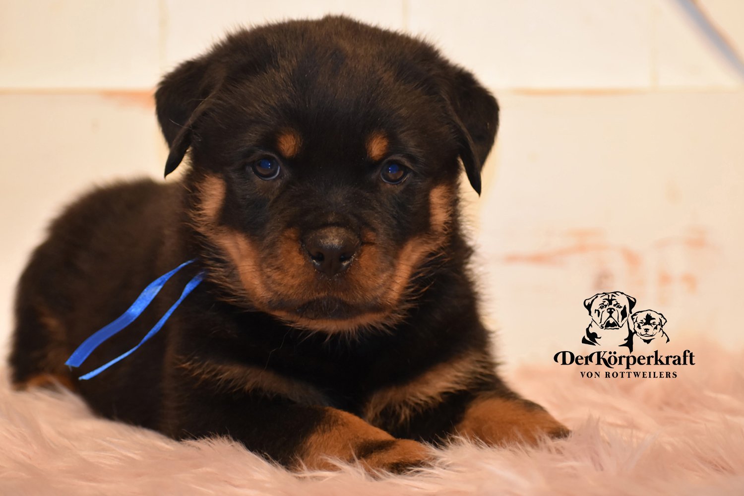 DKV Rottweilers | German Rottweiler Puppies For Sale | DKV Rottweilers ...