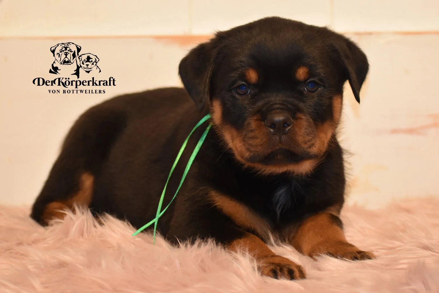 DKV Rottweilers | German Rottweiler Puppies For Sale | DKV Rottweilers ...